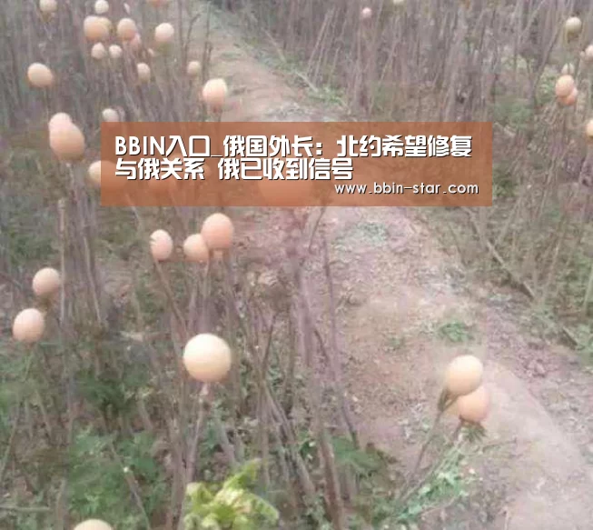 BBIN官网